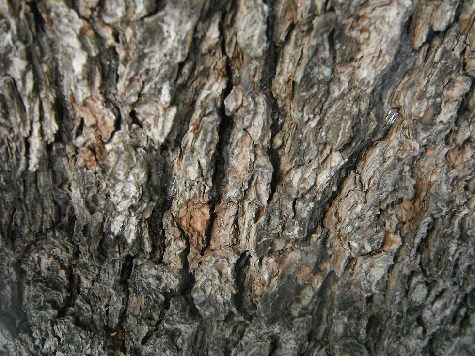 Pinus x holfordiana