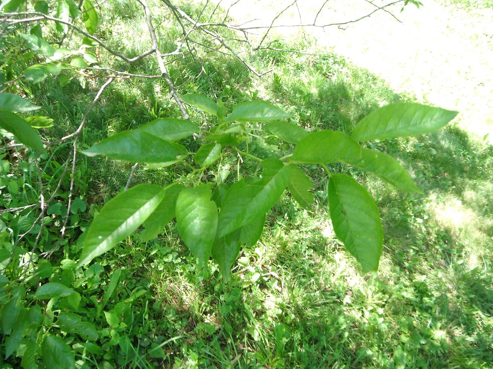 Prunus munsoniana