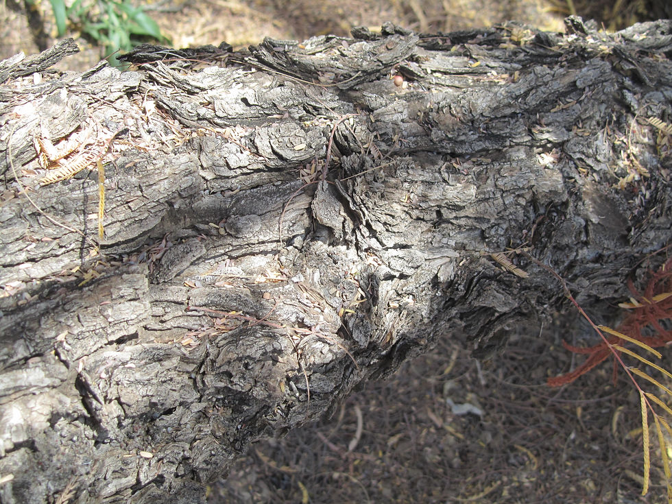 Lysiloma watsonii ssp. thornberi