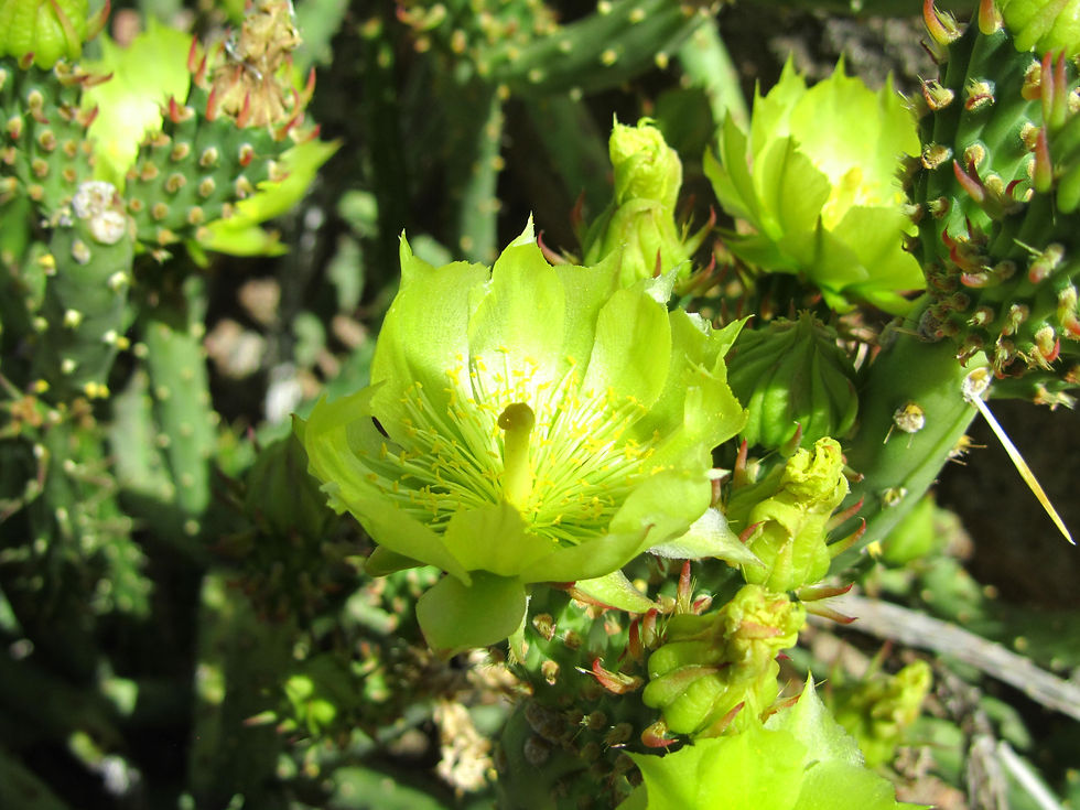 Cylindropuntia tesajo