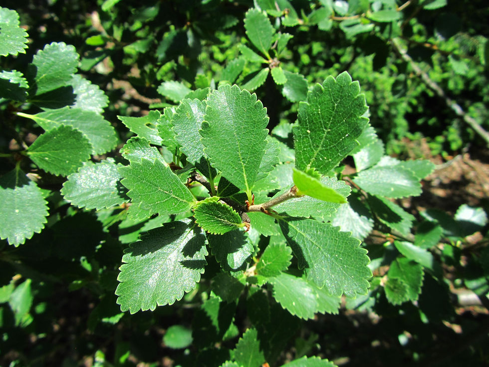 Betula pumila