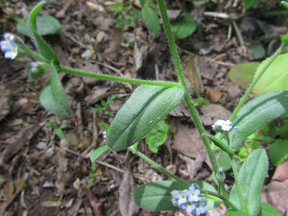 Myosotis arvensis