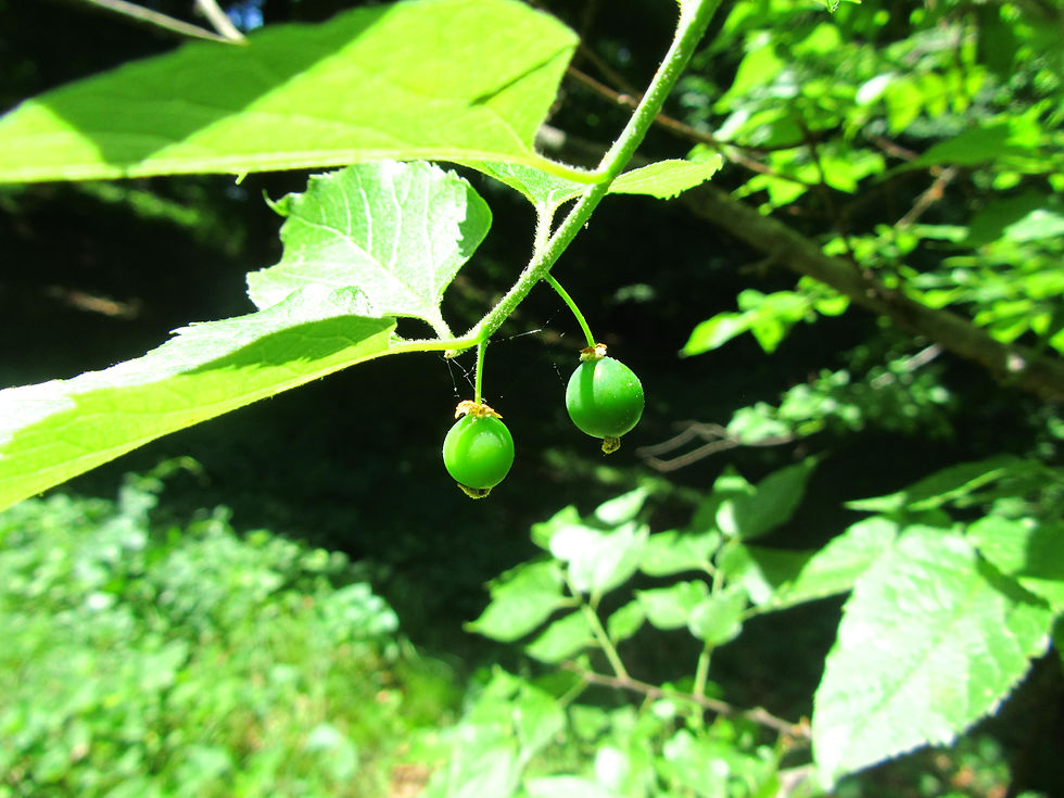 Celtis tournefortii