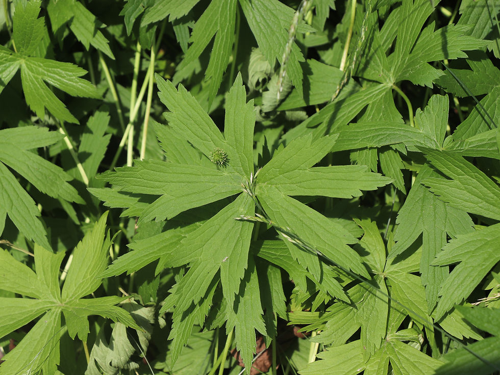Anemonastrum canadense