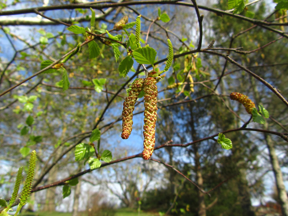 Betula pubescens