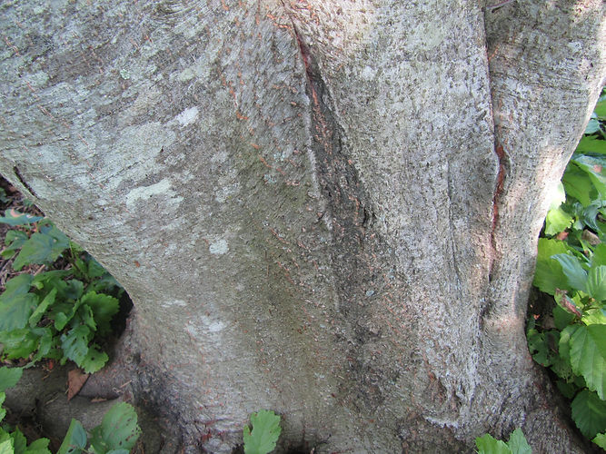 IMG_2203 (Populus tremuloides).jpg