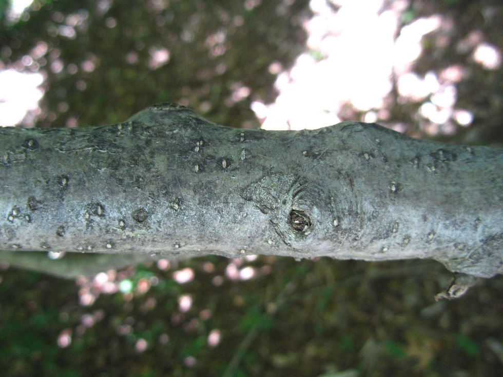 Ilex longipes