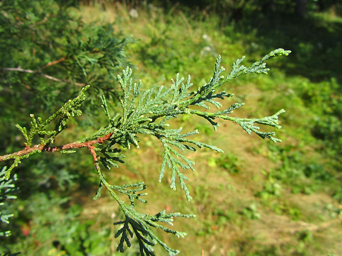 IMG_2203 (Populus tremuloides).jpg