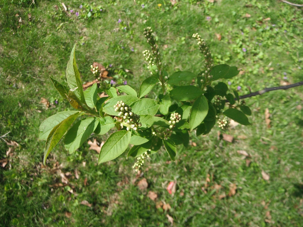 Prunus padus
