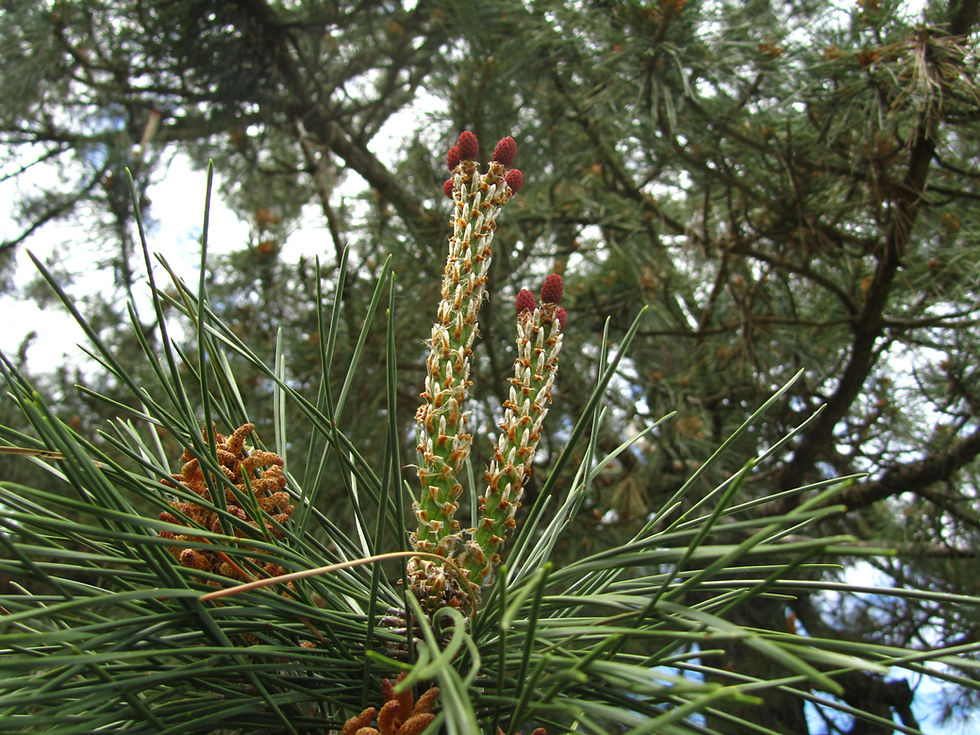 Pinus thunbergii