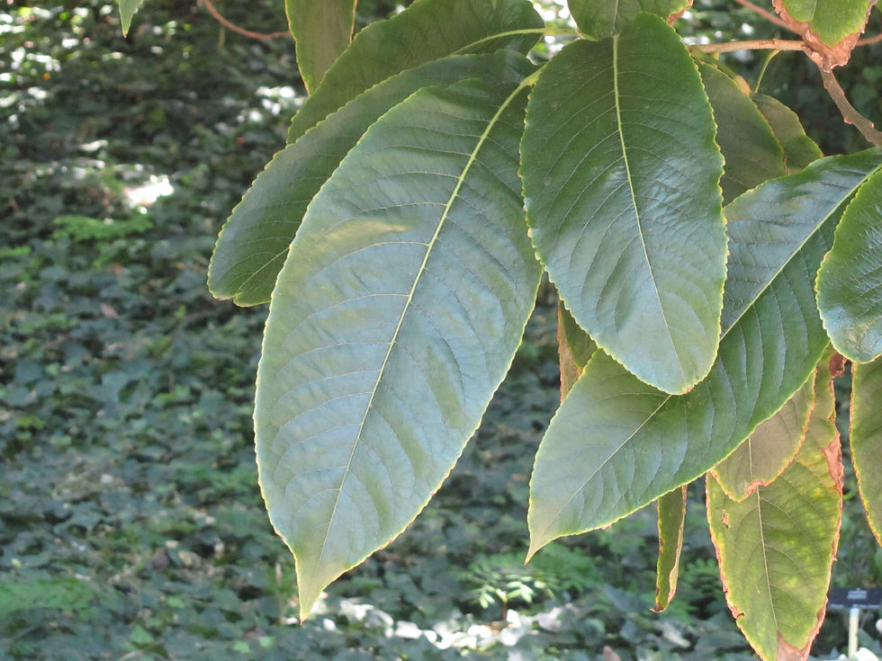 Itoa orientalis