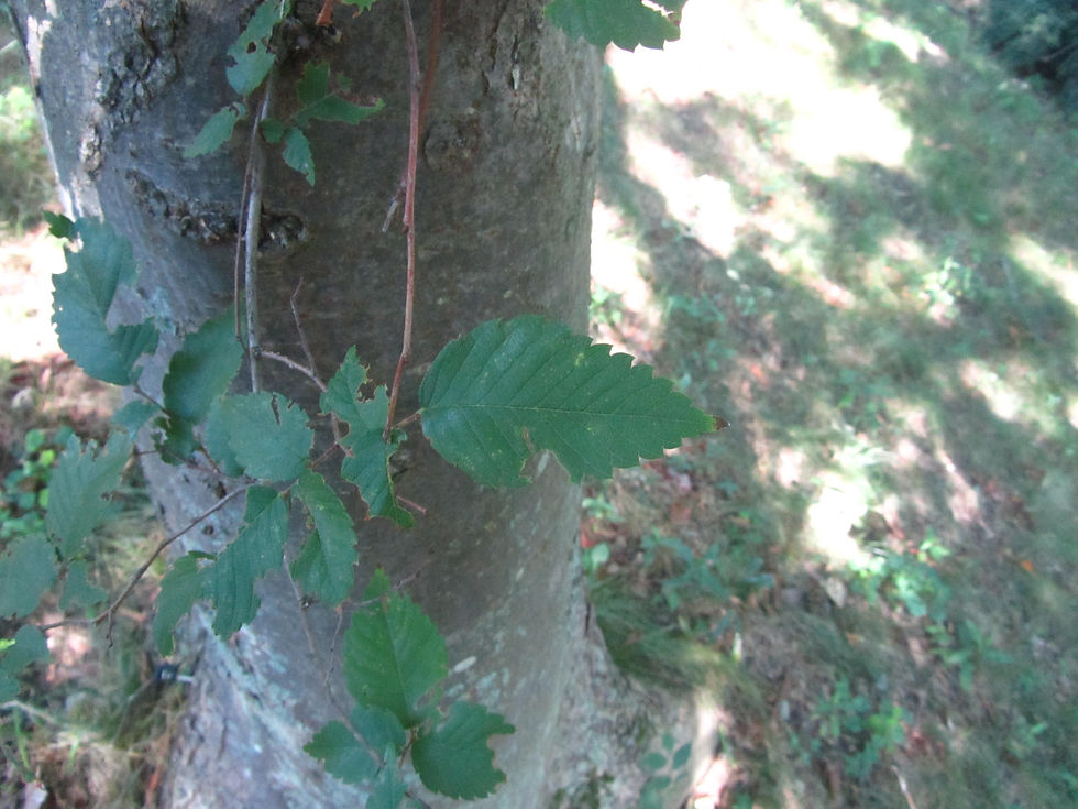 Celtis bungeana