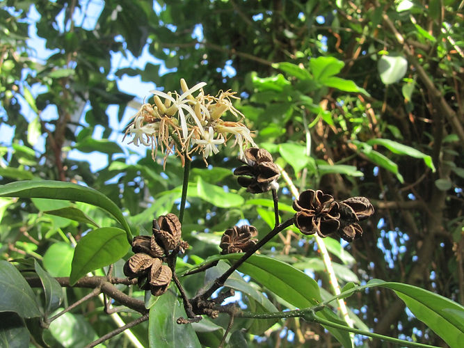 IMG_2203 (Populus tremuloides).jpg