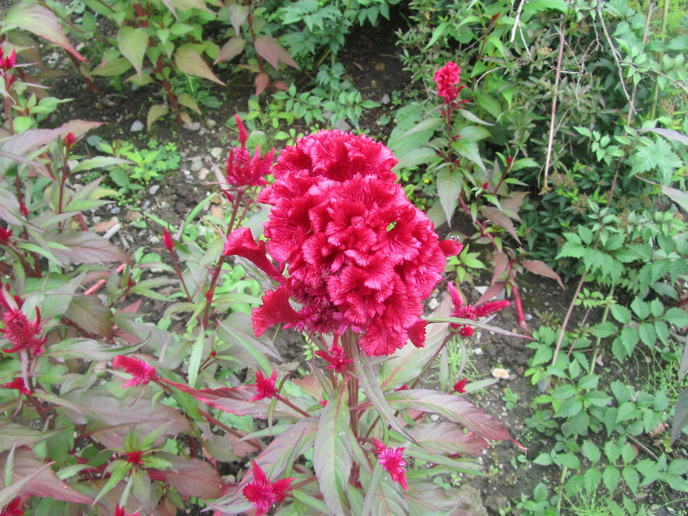 Celosia argentea