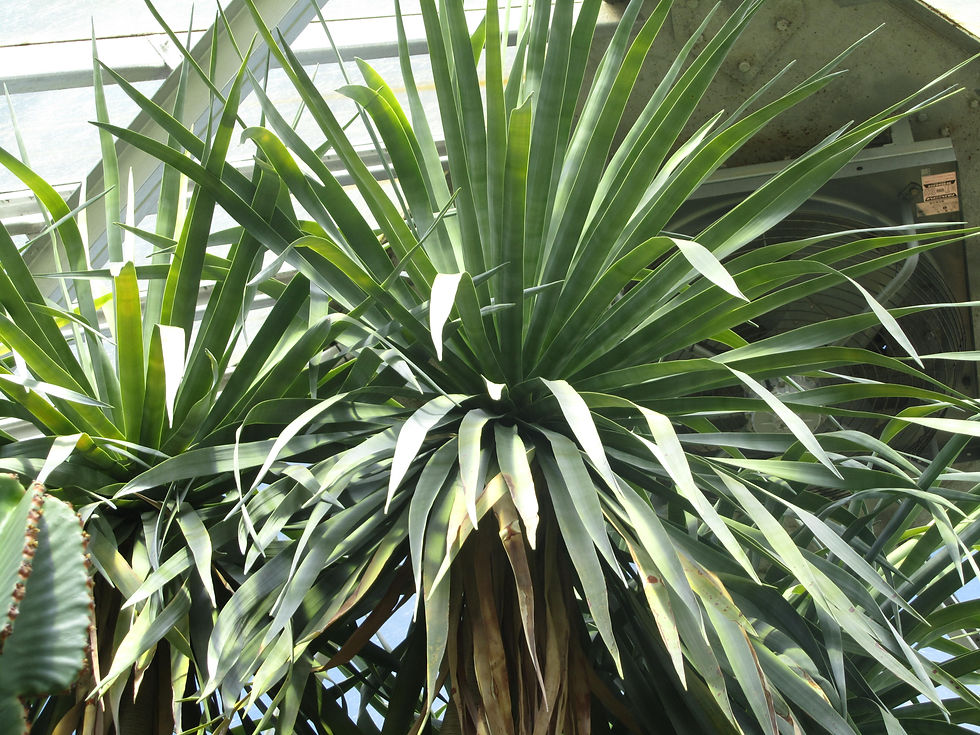 Dracaena draco