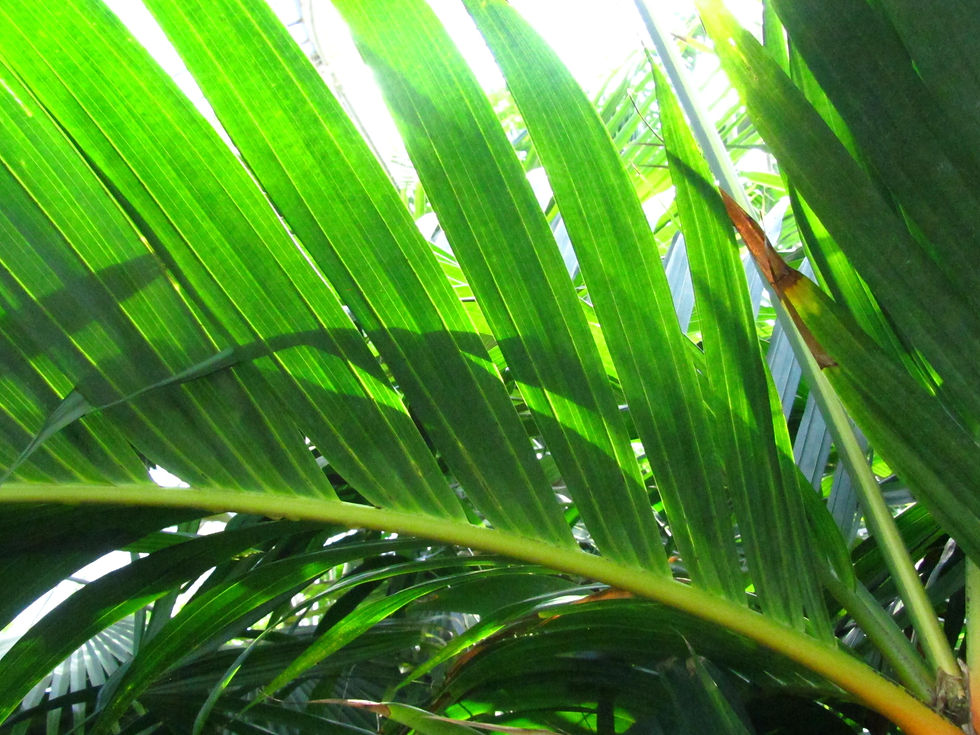 Areca vestiaria