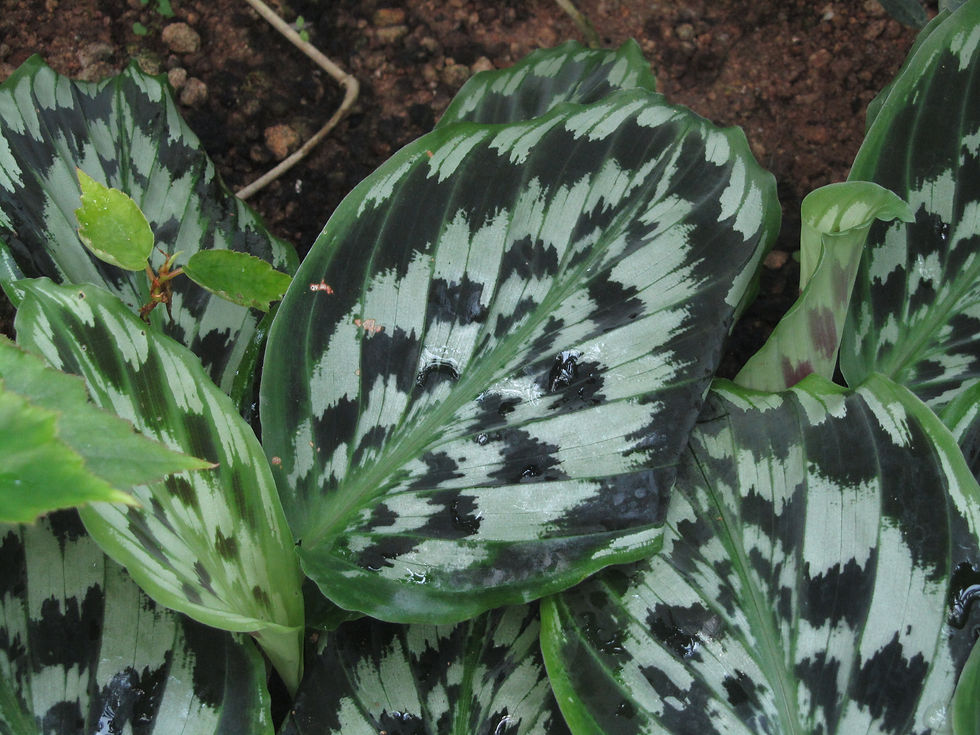 Kaempferia roscoeana
