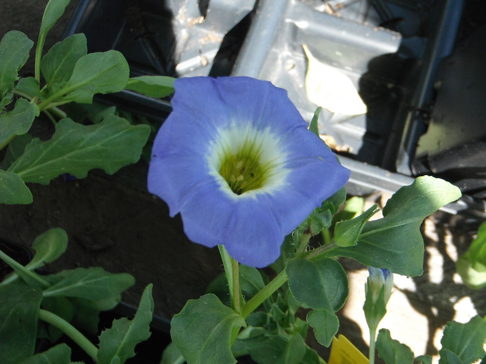 Nolana paradoxa 'Blue Bird'