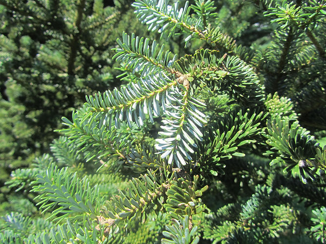 IMG_2203 (Populus tremuloides).jpg