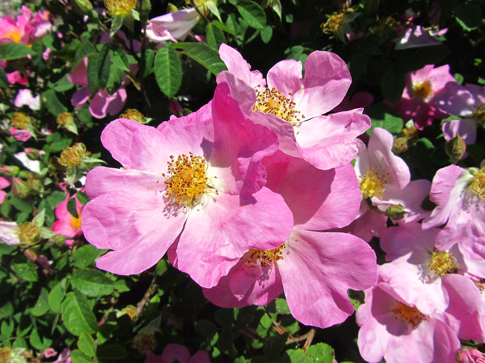 Rosa x waitziana
