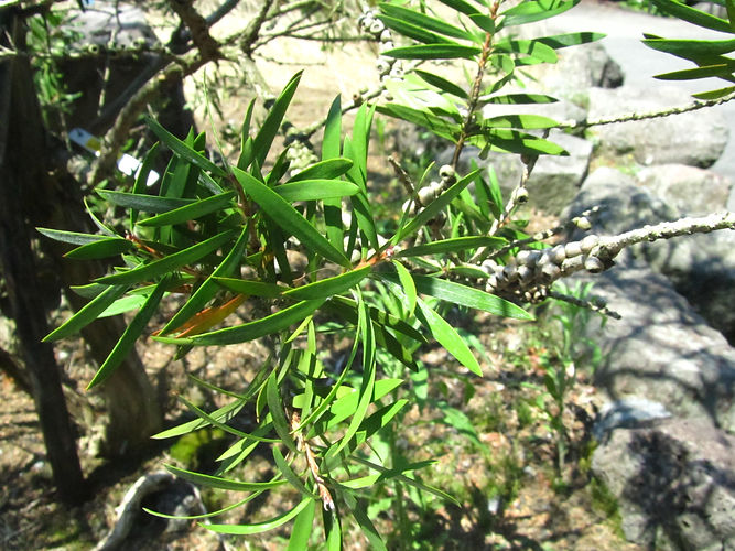 IMG_2203 (Populus tremuloides).jpg