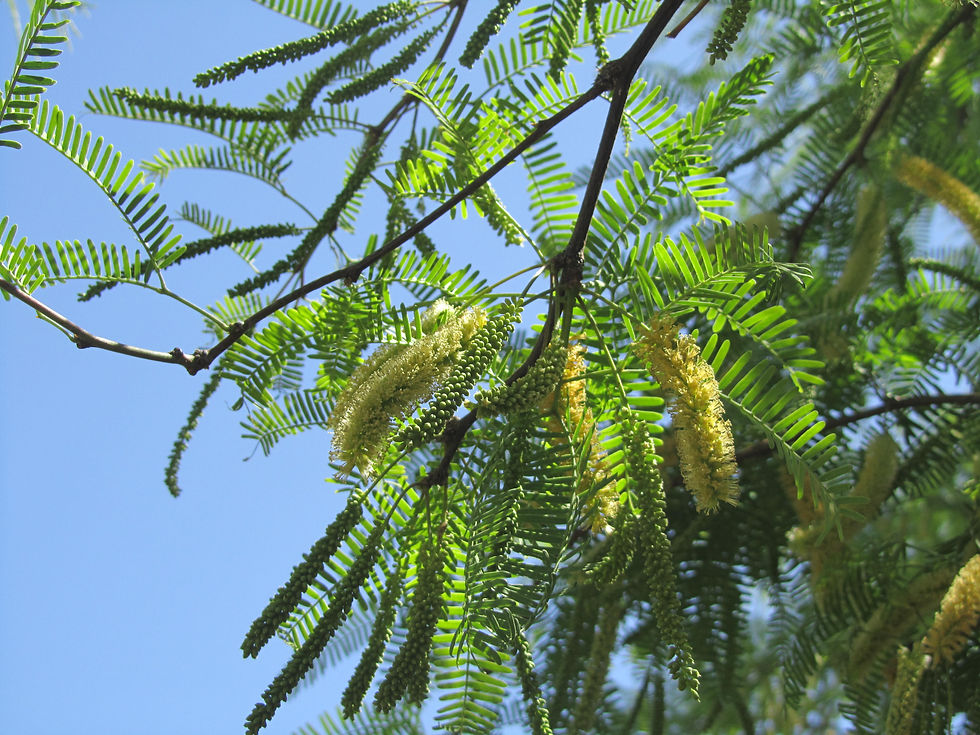 Prosopis chilensis