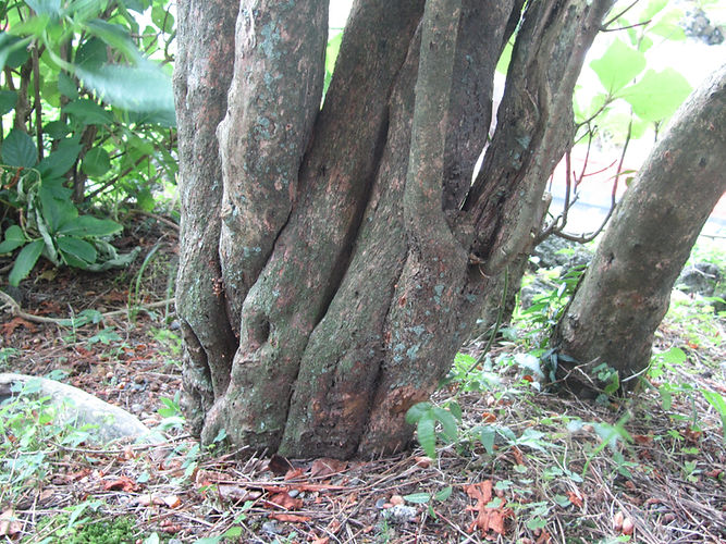 IMG_2203 (Populus tremuloides).jpg