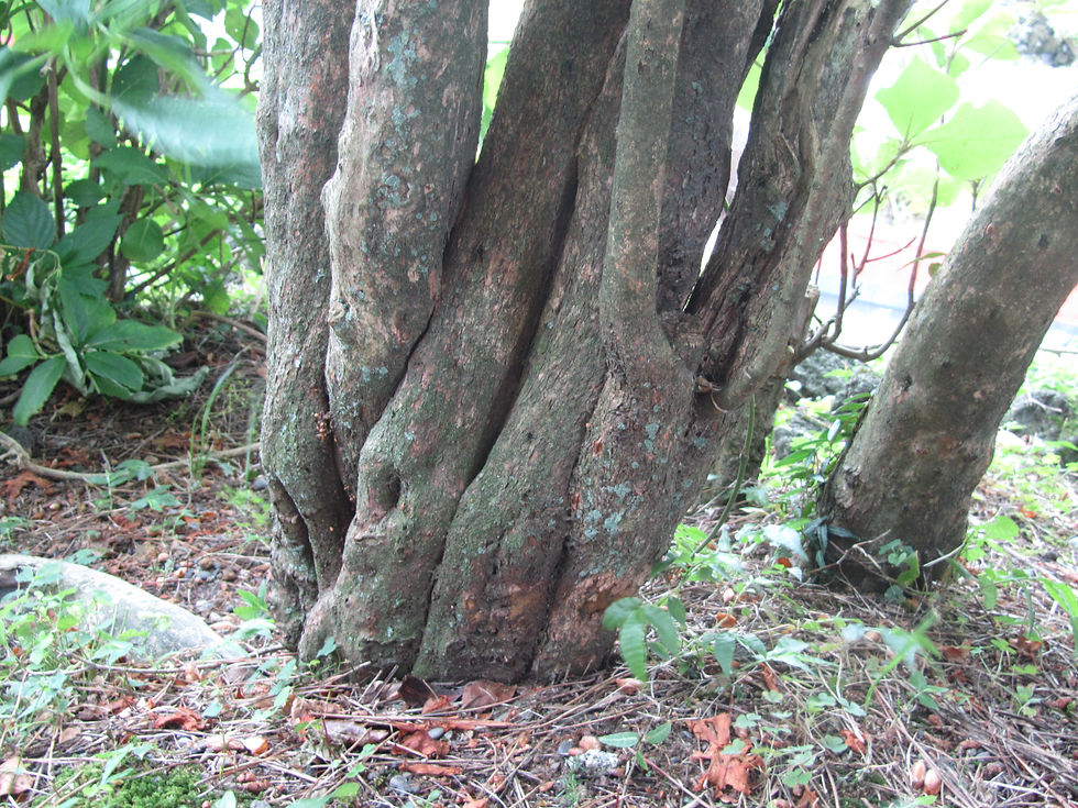 Rhododendron amagianum