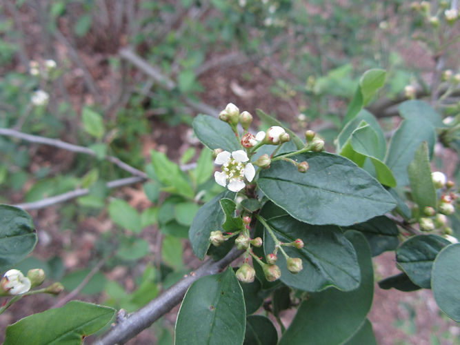 IMG_2203 (Populus tremuloides).jpg