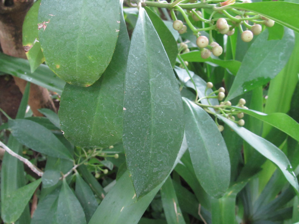 Ardisia elliptica
