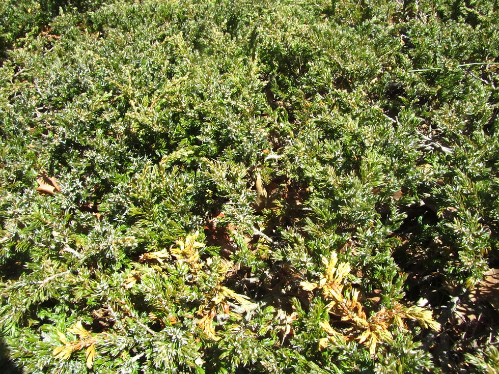 Juniperus communis