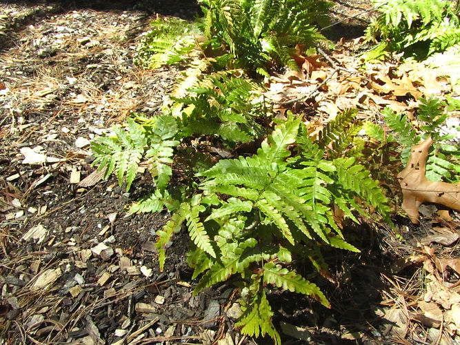 IMG_2203 (Populus tremuloides).jpg