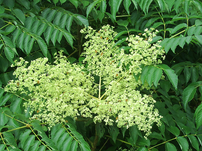 IMG_2203 (Populus tremuloides).jpg