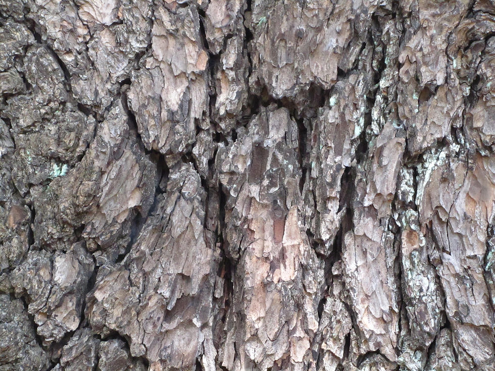 Cedrus deodara