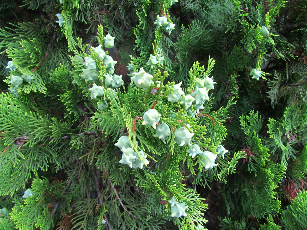 Platycladus orientalis