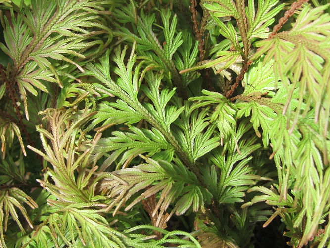 IMG_2203 (Populus tremuloides).jpg