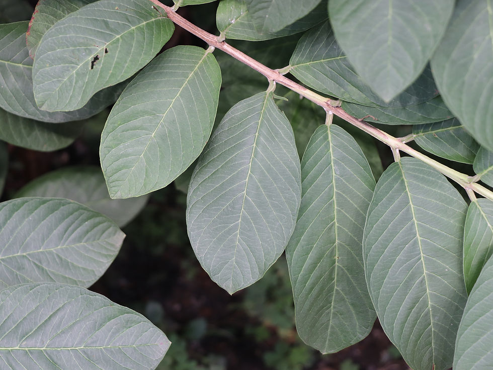 Psidium guajava