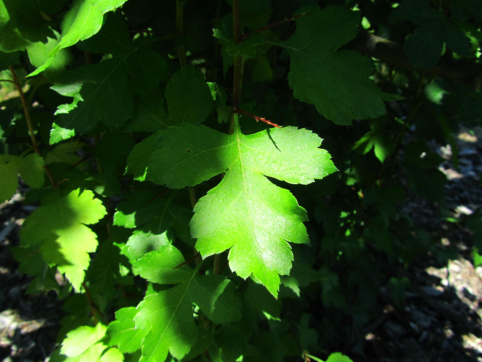 Crataegus mollis