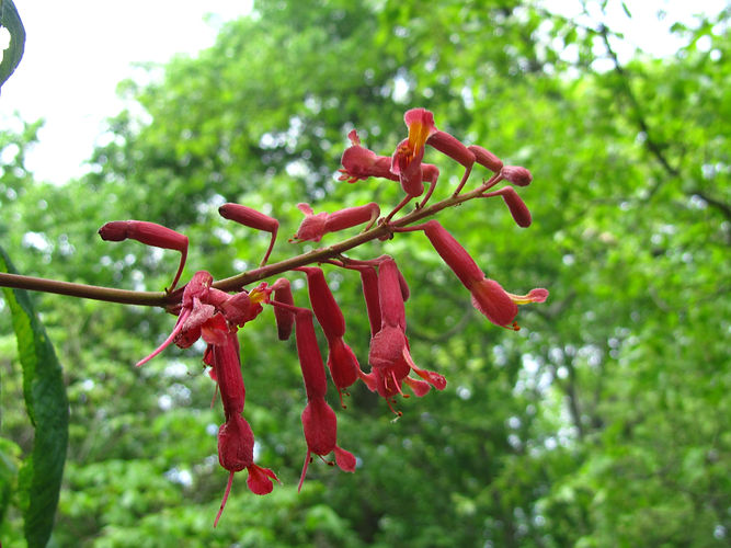 IMG_2203 (Populus tremuloides).jpg