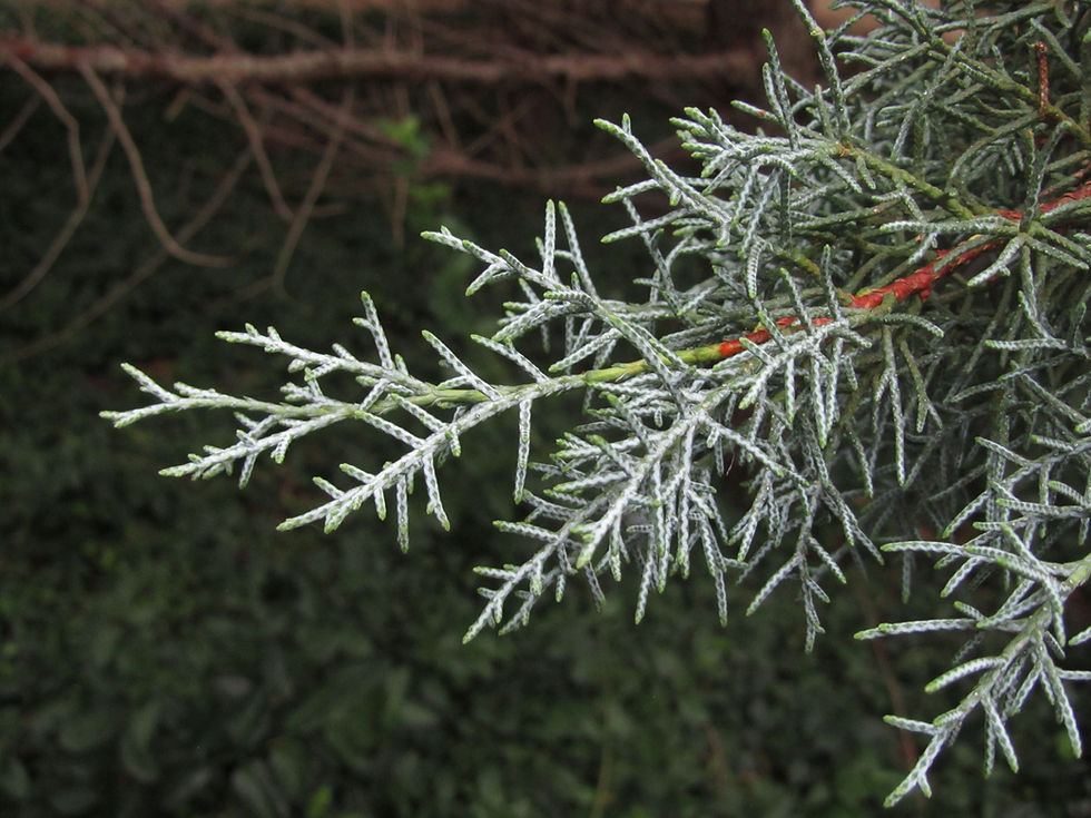 Hesperocyparis arizonica var. glabra 'Blue Ice'