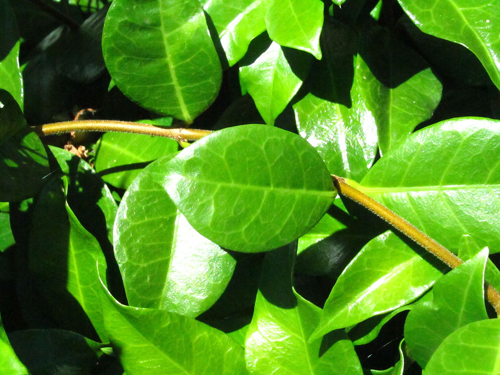 Trachelospermum jasminoides