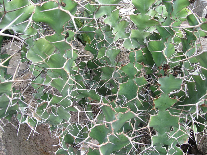 IMG_2203 (Populus tremuloides).jpg