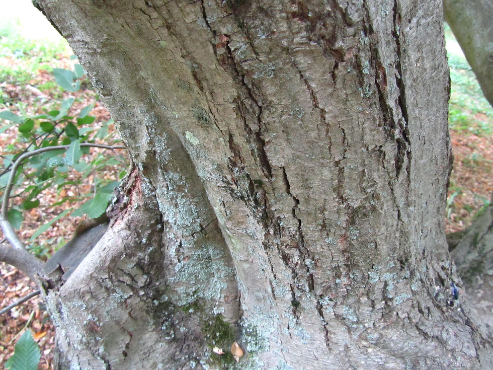 Carpinus orientalis