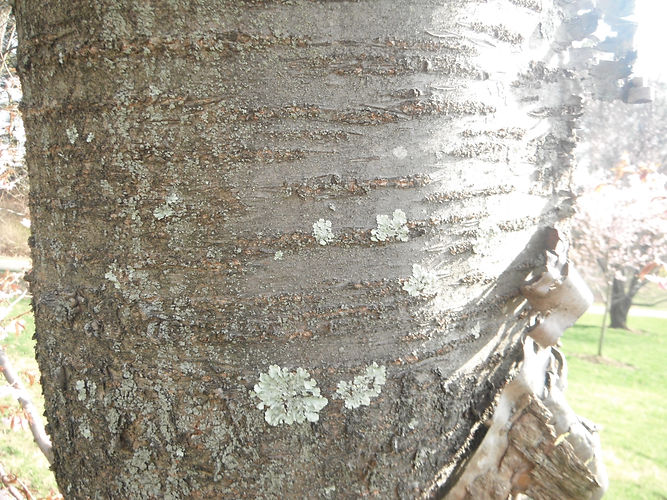 IMG_2203 (Populus tremuloides).jpg
