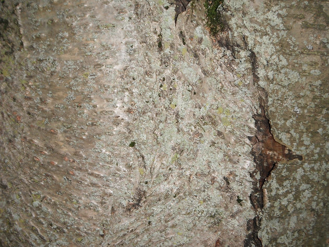 IMG_2203 (Populus tremuloides).jpg