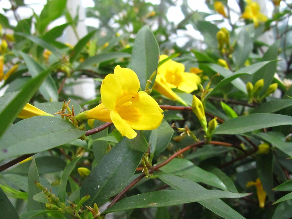 Gelsemium sempervirens