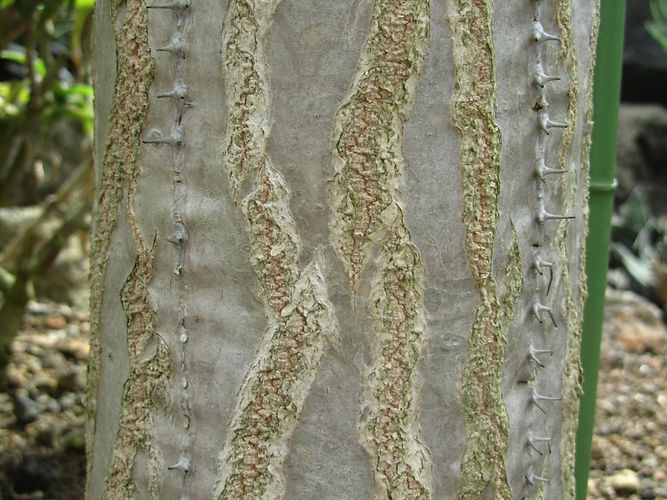 IMG_2203 (Populus tremuloides).jpg