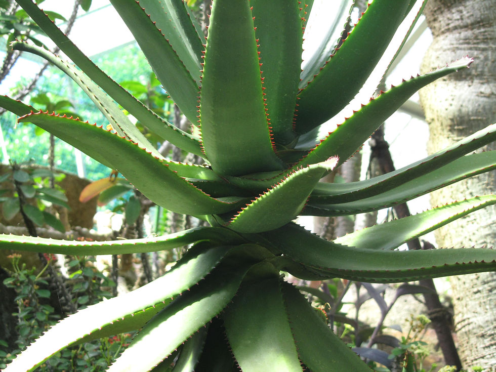 Aloe capitata
