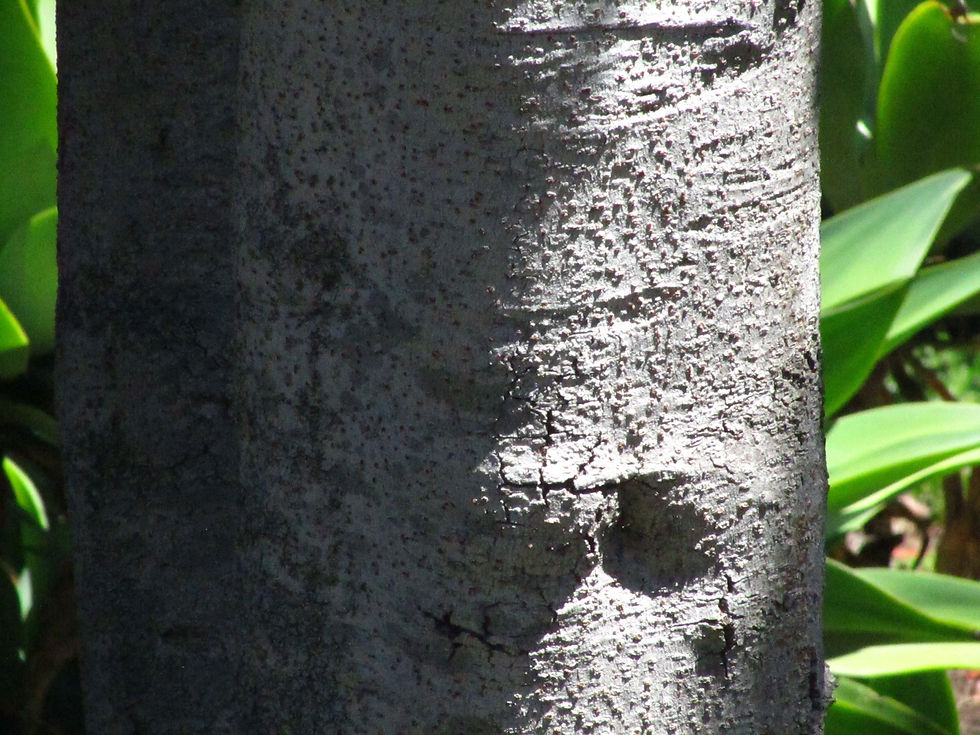 Ligustrum lucidum