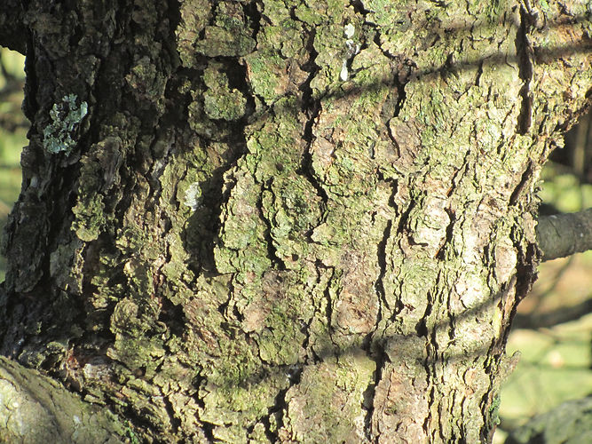 IMG_2203 (Populus tremuloides).jpg
